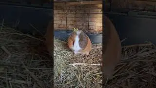 Teo sa čist&iacute; #slovakia #animals #slovensko #2025 #guineapig #tengerimalac
