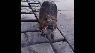 kurwa zwierzęta