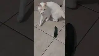 gatto e cetriolo 🤣 vediamo reazione di Fiocco 😅 #funnycat #gattoecetriolo #shorts