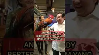 ANWAR FUADI BETERNAK AYAM YANG HARGANYA FANTASTIS #shortvideo #chickenfarmer #breakingnews