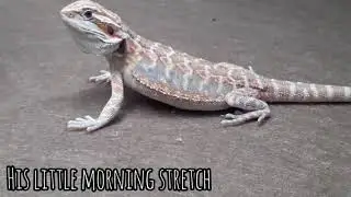 BEARDED DRAGON 1 MONTH TO 6 MONTH GROWTH!! | COREYS REPTILE 🦎