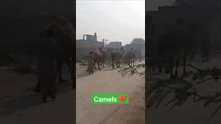 Camels #animals #camel_racing #cameldangal #camelsofdesert #walking #unity #discipline #nature #asia