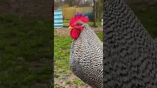 AMROCK rooster crowing - Gorgeous rooster of the barred Amrock chicken - gallinas gallo cantando
