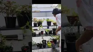 എൻ്റെ garden ലെ പൂക്കൾ#flowers #garden #petunia