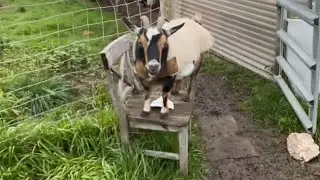 Pet Goat Wakes Me Up and Makes Funny Noises