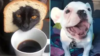 Funny/Cute Animal Videos Try Not To Laugh 19 🤣🐶😹