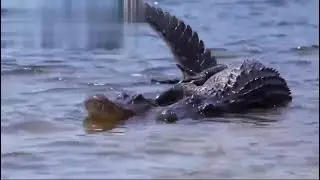 My New Video: Two crocodiles mating, making lots of love ~~~(Part 2)🐊💘🐊💘💘😍🥰.