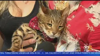 Celebrities, Famous Cats Walk Red Carpet For 'Cats' Premiere