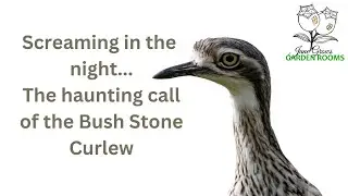 The Bird that Sounds like a Woman Screaming-Curlew Call- Burhinus grallarius #australia