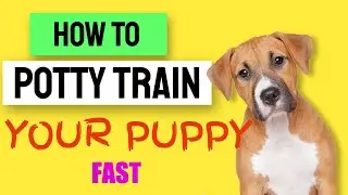 How To Potty Train a Puppy Fast