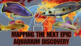 Where The Next Breathtaking Aquarium Species Will Be Found. Mapping Freshwater Biodiversity