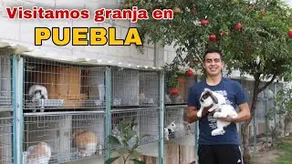 VISITANDO GRANJA de Conejos MASCOTEROS (Nos vamos hasta PUEBLA) ✈️🐰🤠