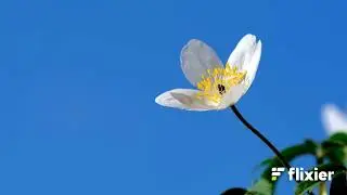 Ecology : Ecological succession from virgin to climax
