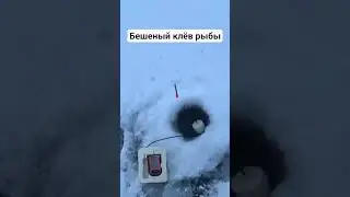 #рыбалка #отдых #карп #карпфишинг #снасти #семья #рекомендации