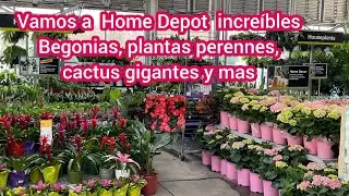 Vamos a Home depot llegaron hermosas plantas perennes, begonias increíbles, cactus gigantes y más