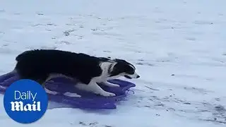 Dog sledding down a hill - Daily Mail