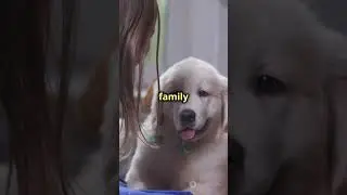 Why Golden Retrievers Are the Best Family Dogs? Day 1