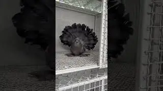 Indian Fantail Pigeon #Shorts