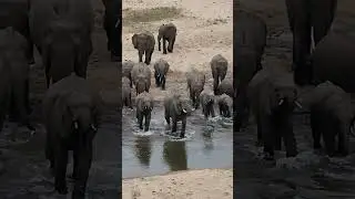 Up Close with Elephant Majesty: A Riverside Stroll.