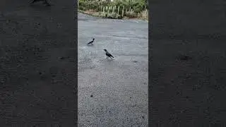 Встреча Гилберта с дикими воронами.
