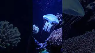 Jellyfish is a soft and transparent sea animal #shorts #learning #viral