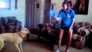 Dog bites smoke bubbles