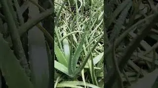 Aloevera garden at my place#nature #bloomers ☘️❤️