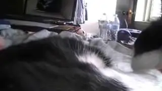 Regarder un vid&eacute;o de merlebleu