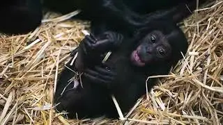 Baby Bonobo Kijani 😊
