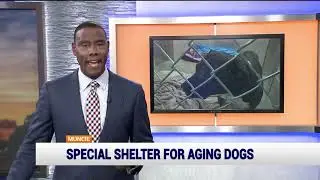 Shelter provides home for senior, disabled dogs