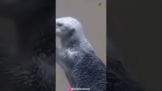 This is what checking a sea otter's temperature looks like @endshumour