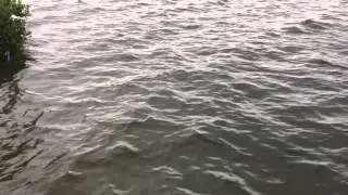 Flipping For Flipper Doing A Flip At My Feet! - IMRAN&trade;