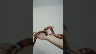 Snake nagin #shortvideo #viralvideo #content #vlogger #vlog #snake #shortvideosnakevideo
