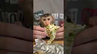 BiBi tried Tacos for the first time | Curious Monkey Family's Daily