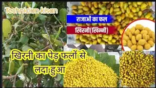 खिरनी का पेड़ (khirni or Rayan plants fruiting stage