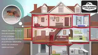 WDO Inspection company in Florida