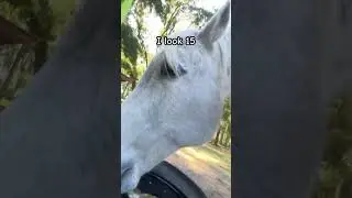 Bob is deceiving #funny #horse #horsegirls #horseenthusiast #equestrian #horsey #fypシ #edit