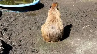 Little Doofus Dance