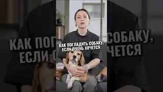 Как погладить ЛЮБУЮ СОБАКУ #животные #собака