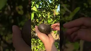 Buah Black sapote istimewa