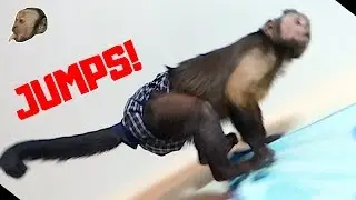 Monkey Playroom Friday FUN! (WALL JUMPS?!)