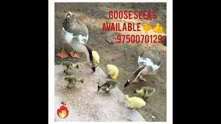 🦆🐤 காகம் குட்டிகள் கிடைக்கின்றன | Goose Chicks Available | Michael World &ndash; Agro Animal 🌿✨