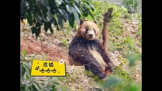 棕黄旗贝勒爷：我都是用本地泥土打底的