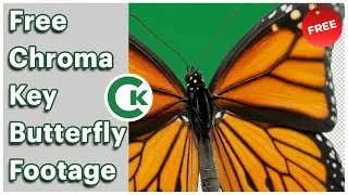 Butterfly Green Screen Footage | Free Chroma Key Insect