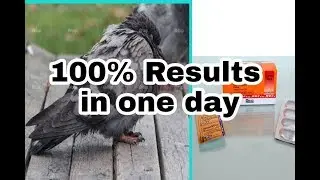 Pigeon's COLD Cure | Symptoms | Treatment......How to cure pigeon's cold