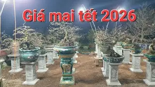 ✨️ Dạo chợ mai tết 2026, gi&aacute; mai năm nay rất b&igrave;nh ổn v&agrave; hợp l&yacute;