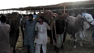 Live From Afridi Cattle Farm 2019