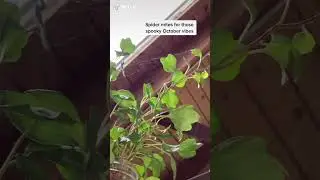 How to decorate your house for fall, plant edition by fernhateclub