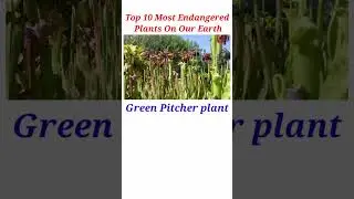 Top 10 Most Endangered Plants On Our Earth
