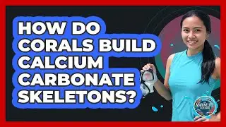 How Do Corals Build Calcium Carbonate Skeletons?